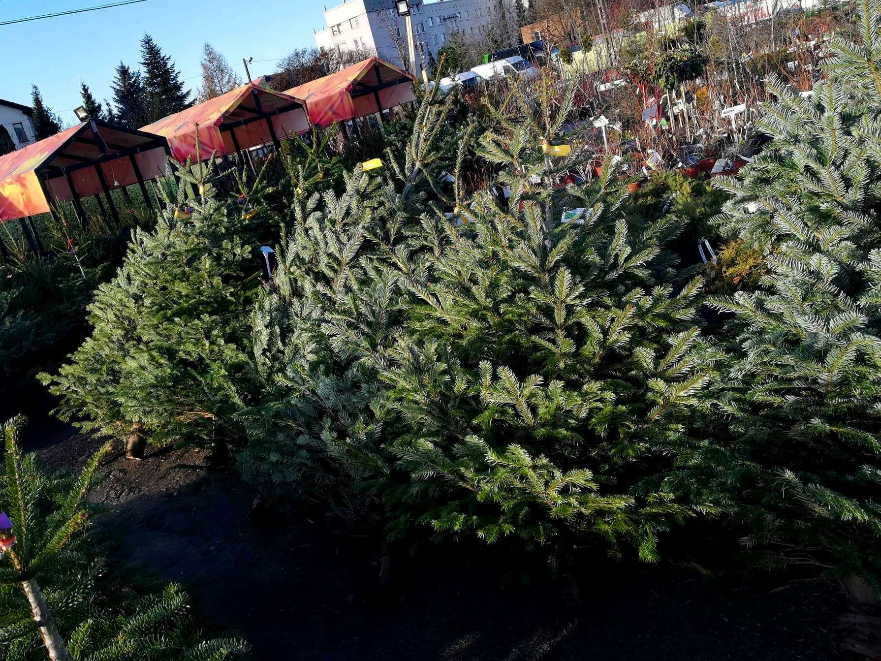 Plant (3).jpg